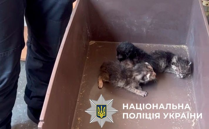 Врятовані кошенята. Фото: Поліція Києва