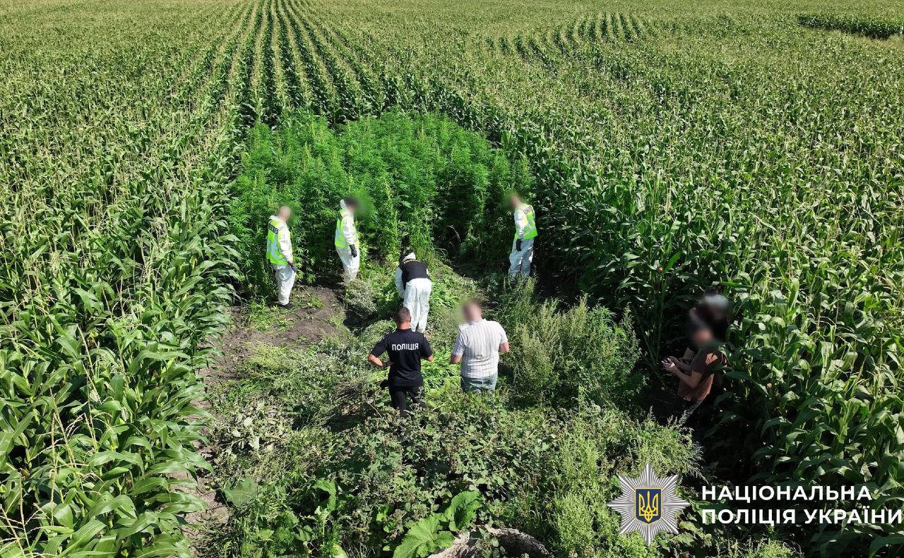 Цікава ділянка посеред кукурудзяного поля