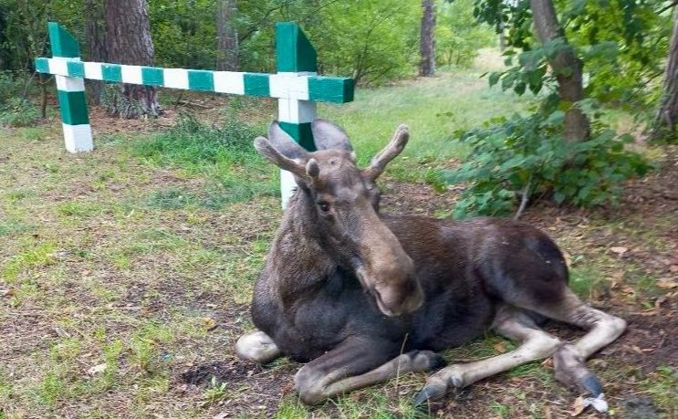Лось, якого знайшли лісівники Дарницького лісгоспу. Фото: Дарницьке ЛПГ