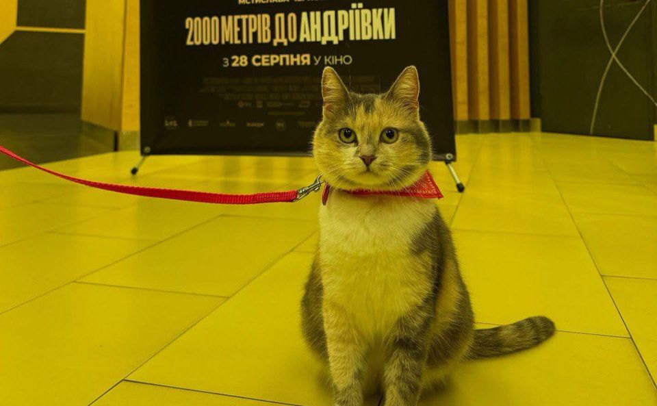 Кішка, яка вижила у Андріївці, відвідала фільм. Фото: Arthouse Traffic