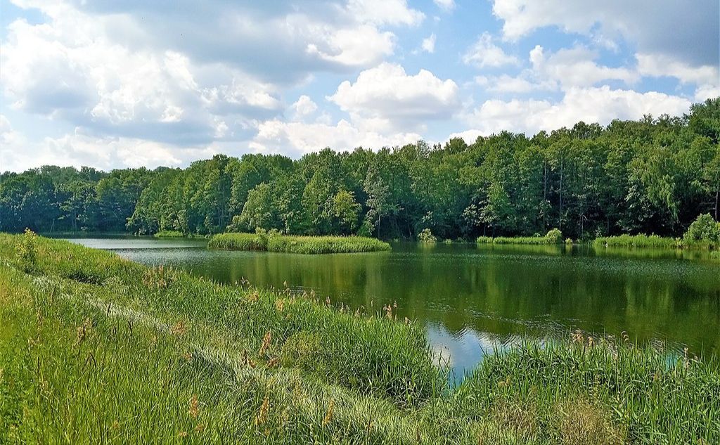 Совські ставки. Ілюстративне фото з відкритих джерел