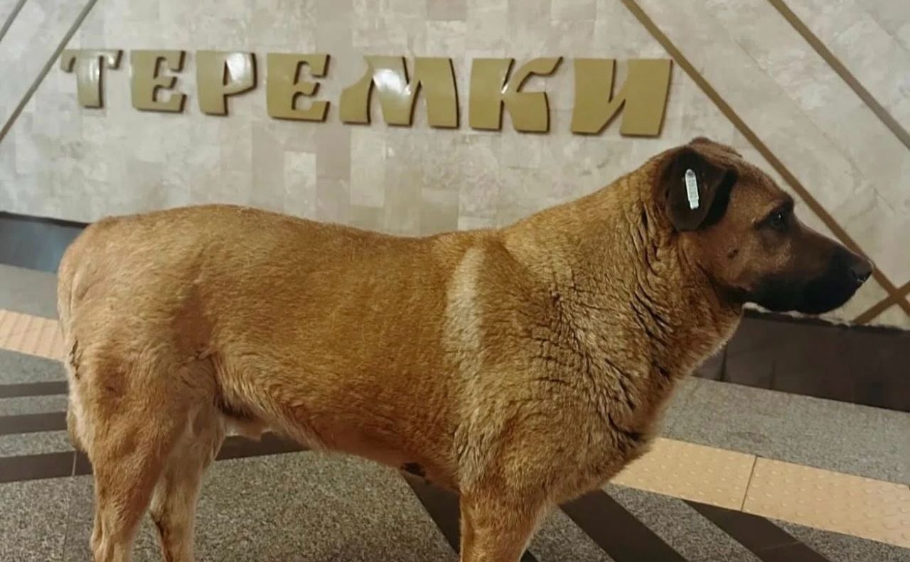 Пес Міша. Фото: Сніжана Бугрік (ФБ)