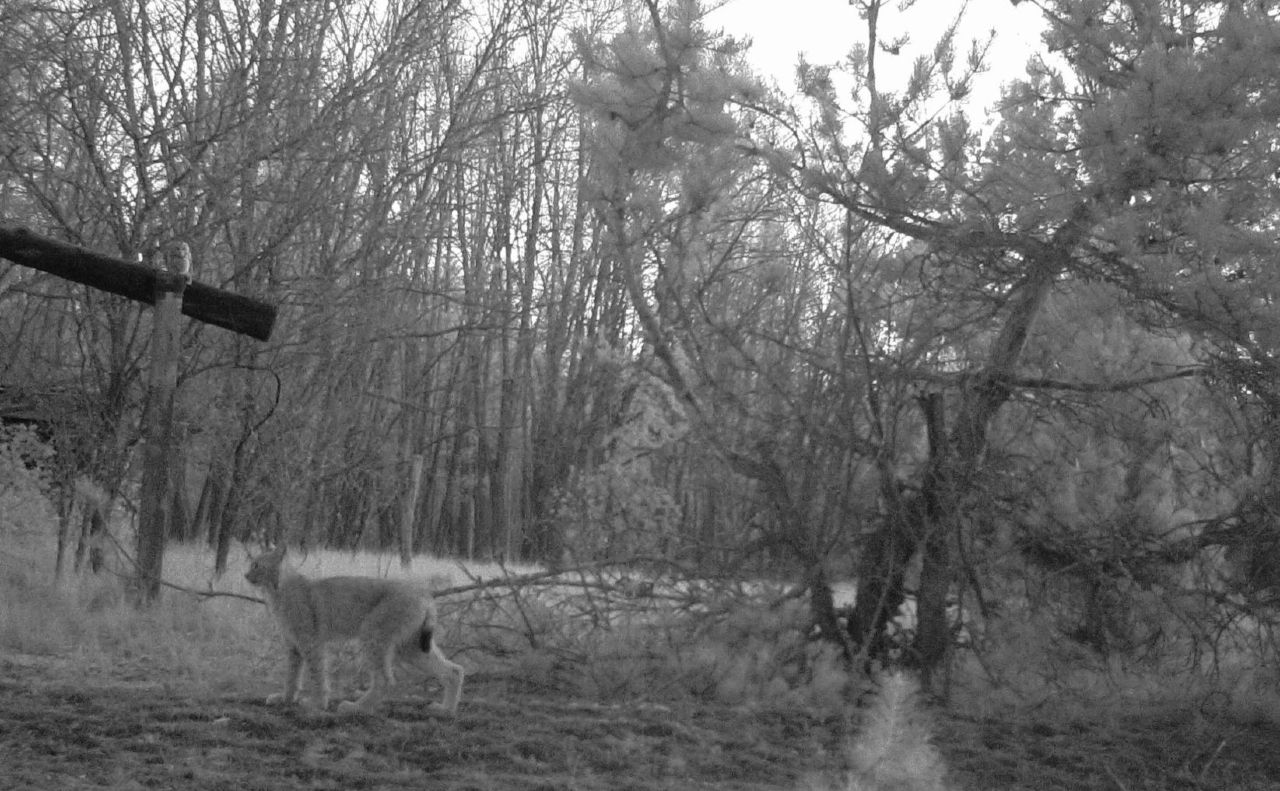 Сова примостилася ліворуч на стовбурі. Фото: Чорнобильській заповідник