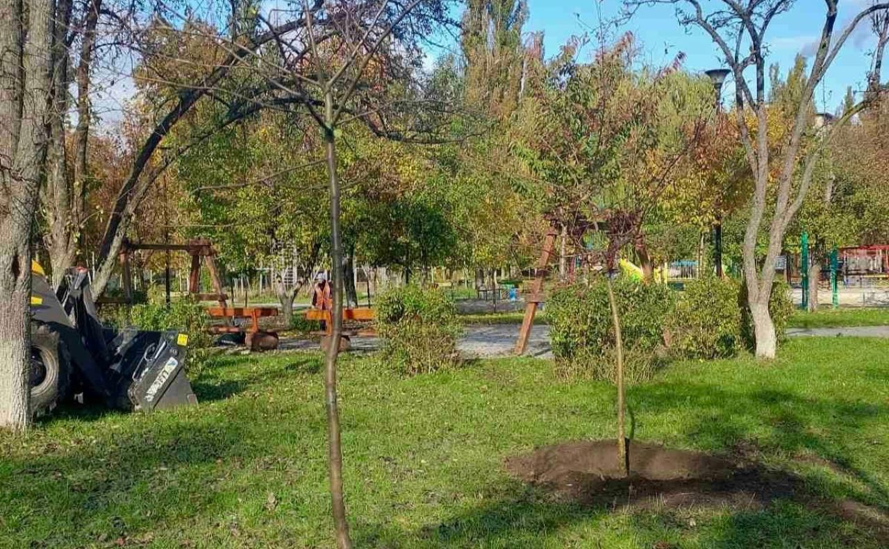 Нові дерева у сквері. Фото: КП УЗН Святошинського району