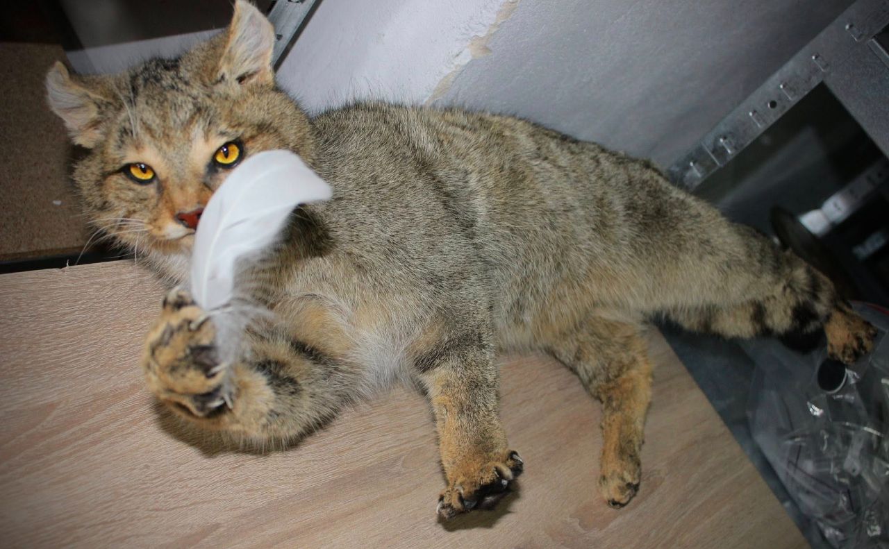Опудало лісового кота, яке порушники намагалися незаконно вивезти за кордон. Фото: Київська митниця