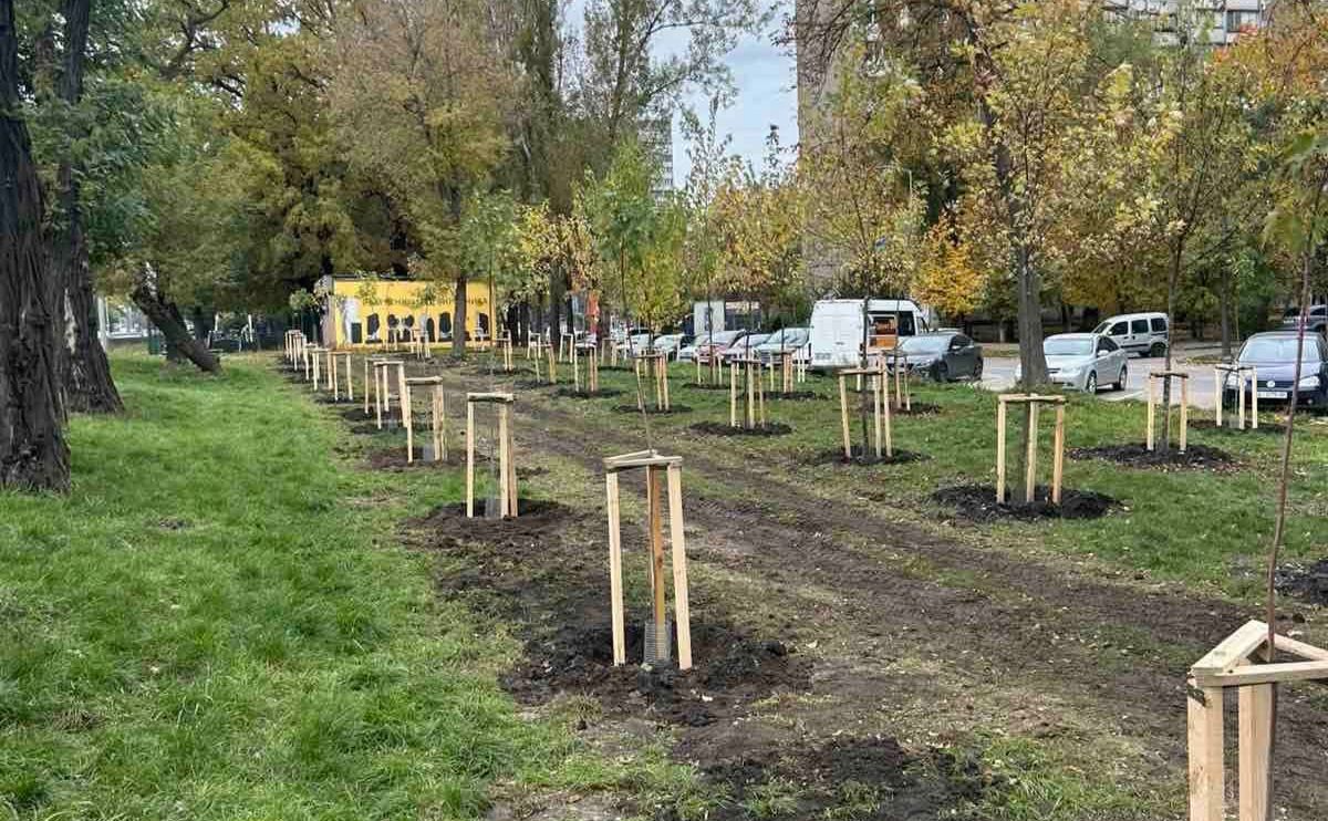 Молоді клени висадили озеленювачі Голосіївського району. Фото: КП УЗН Голосієва