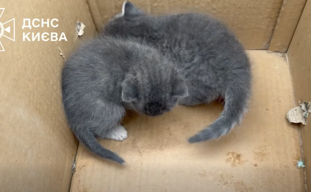 Знайдені кошенята. Фото: ДСНС Києва