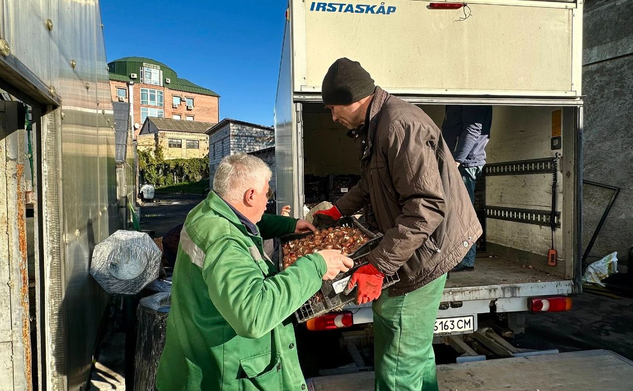 Під час розвантажування вантажу з цибулинами тюльпанів з Нідерландів. Фото: КП «Київзеленбуд»