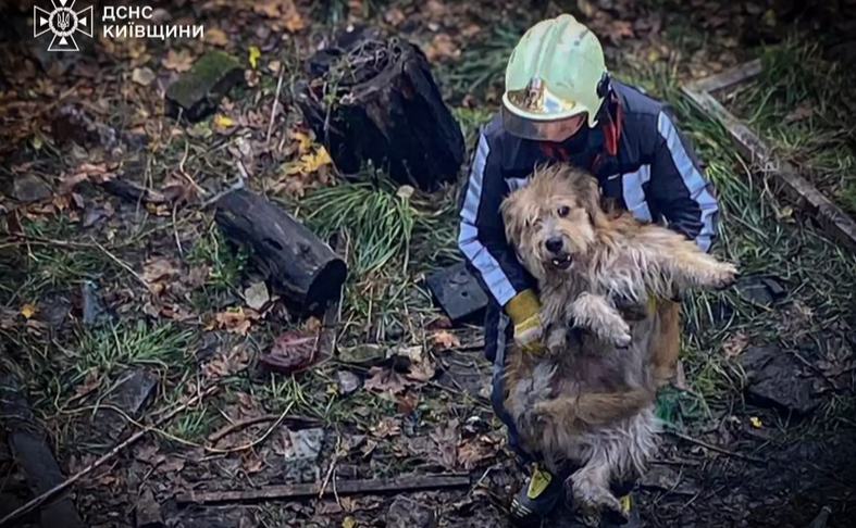 Рятувальники дістали собак з відстійника. Фото: ГУ ДСНС Київщини