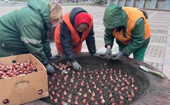 Озеленювачі Дніпровського району влаштовують тюльпанові клумби на весну. Фото: КП УЗН району