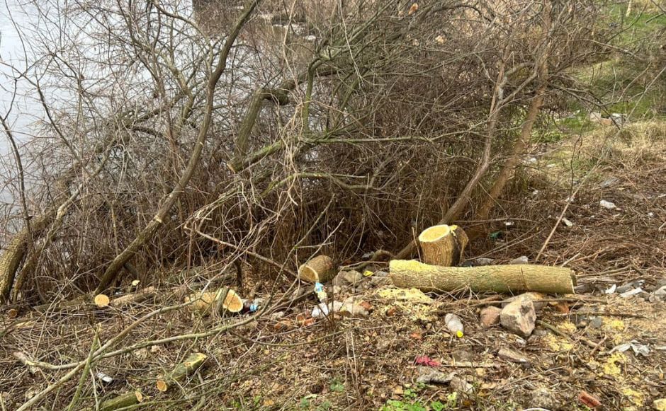 Вирублені дерева. Фото: Державна екологічна інспекція Столичного округу