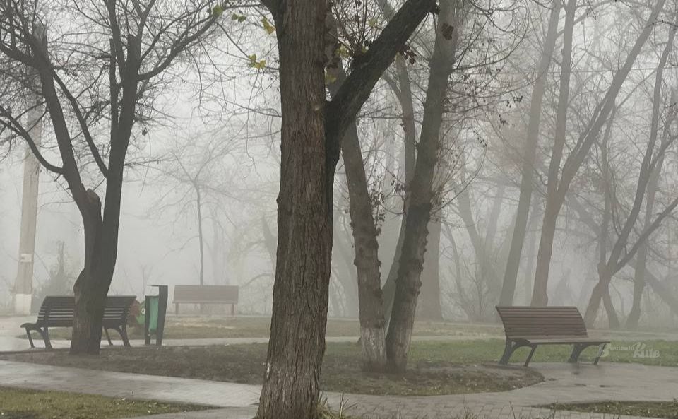 Чорно-біла графіка грудневого парку у Києві. Фото: Даша Гришина