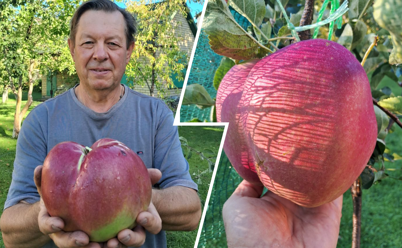 Рекордний плід з’явився на яблуні французької селекції сорту Jumbo Pomme. Колаж: Даша Гришина