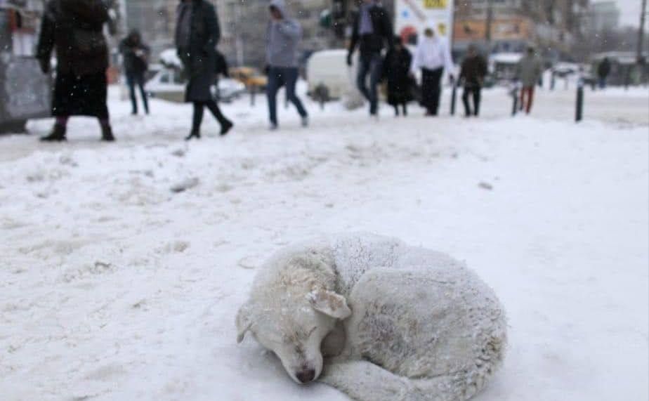 Ілюстративне фото патрульної поліції Києва