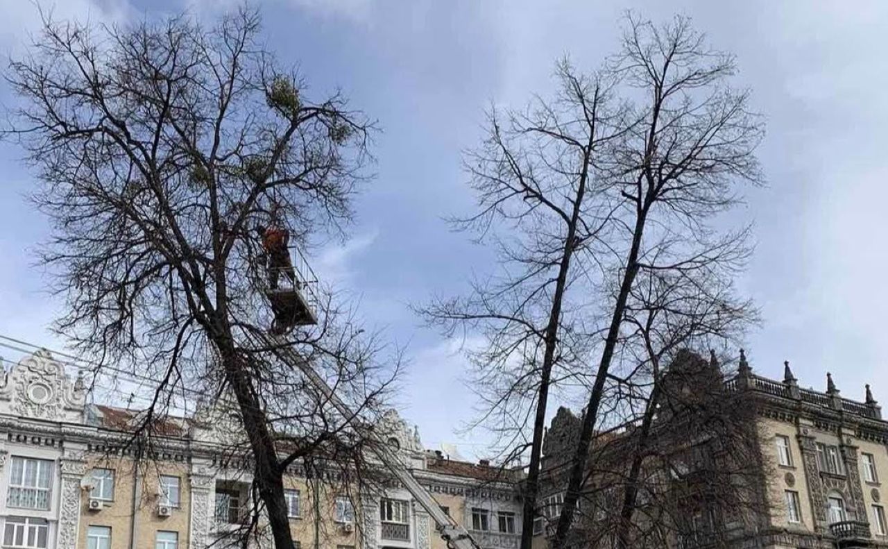 Фото: КО «Київзеленбуд»