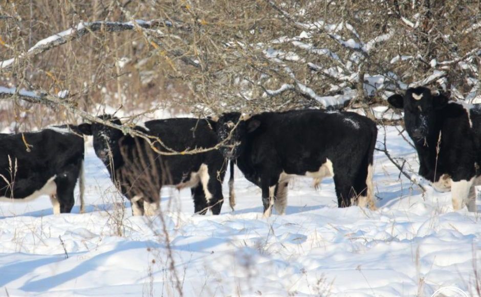 Наразі стадо налічує 12 голів. Фото: Чорнобильський заповідник