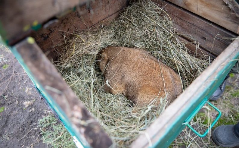 Бабак-віщун Тимко IV. Фото: Харківський національний університет ім. Каразіна