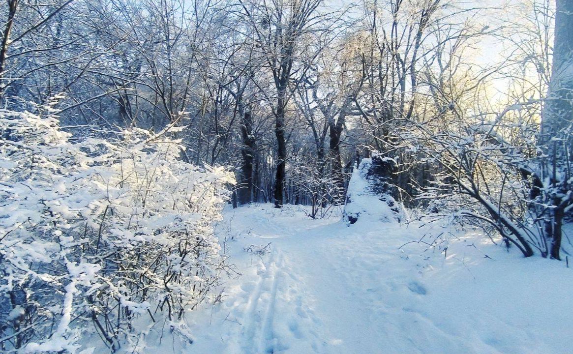 Засніжений ліс. Фото: НПП Голосіївський