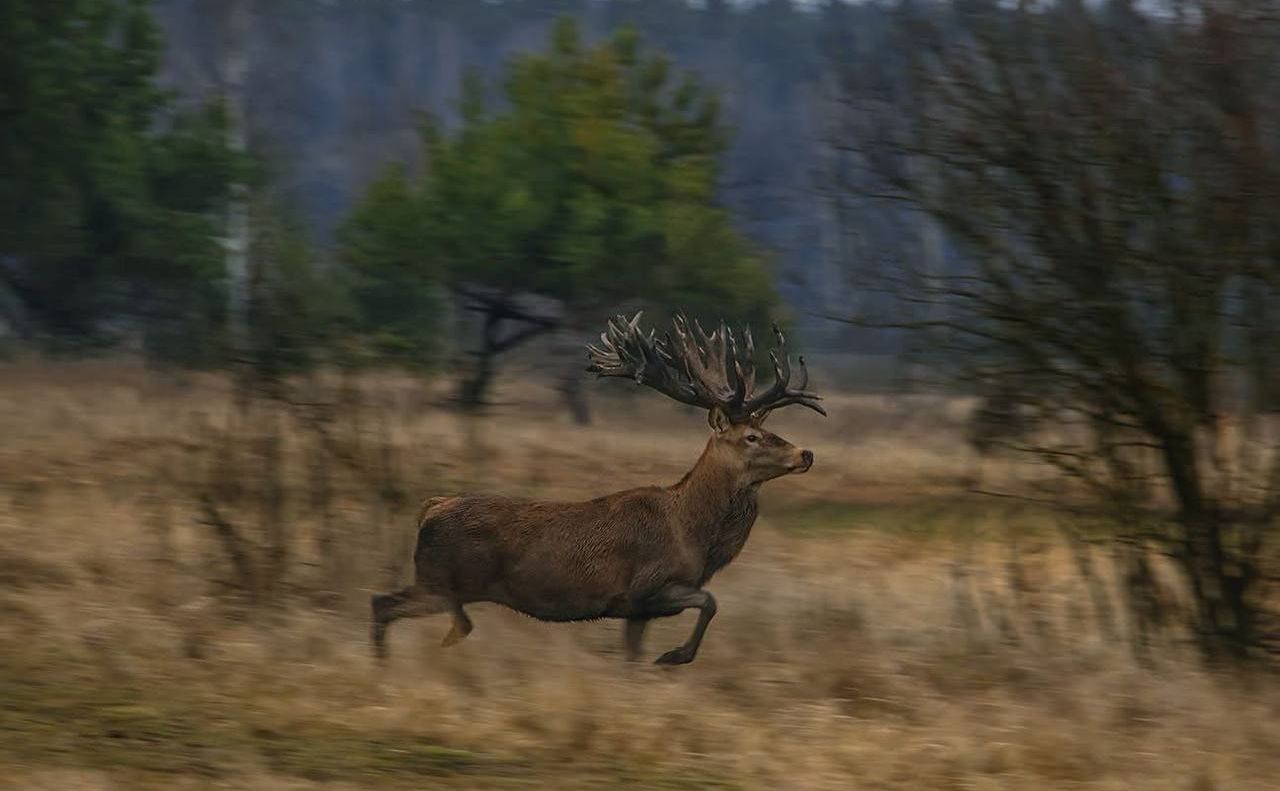 Руні у лісі. Фото: з відкритих джерел