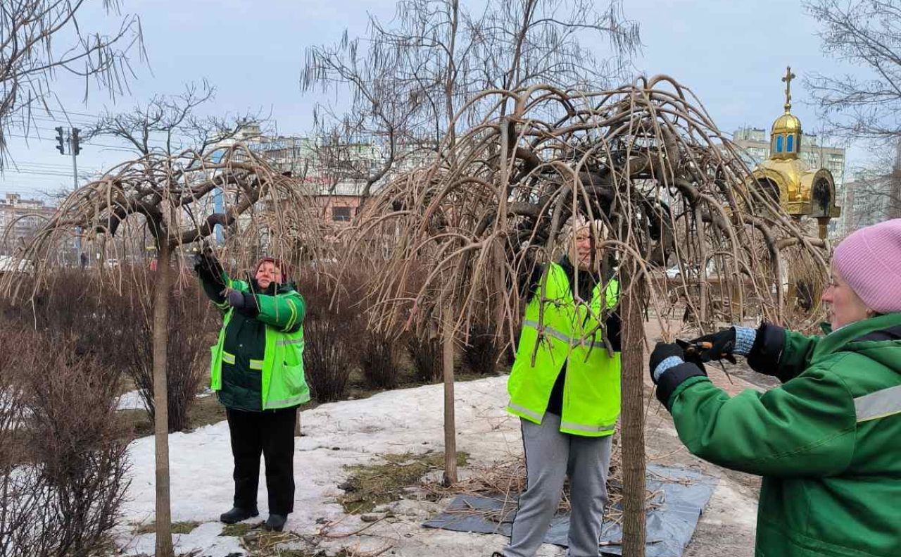 Формова обрізка дерев. Фото: Київзеленбуд