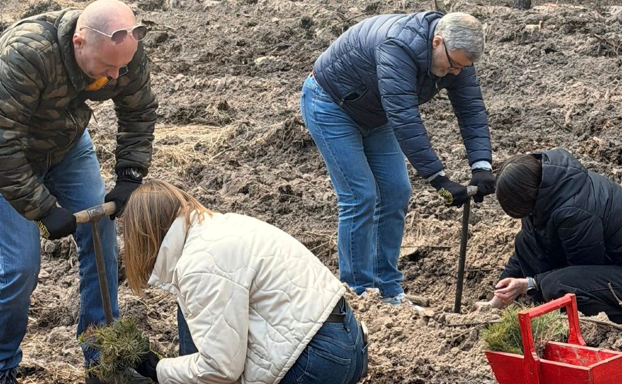 Висадження сіянців сосни на пошкодженій ділянці. Фото: Дарницьке ЛПГ
