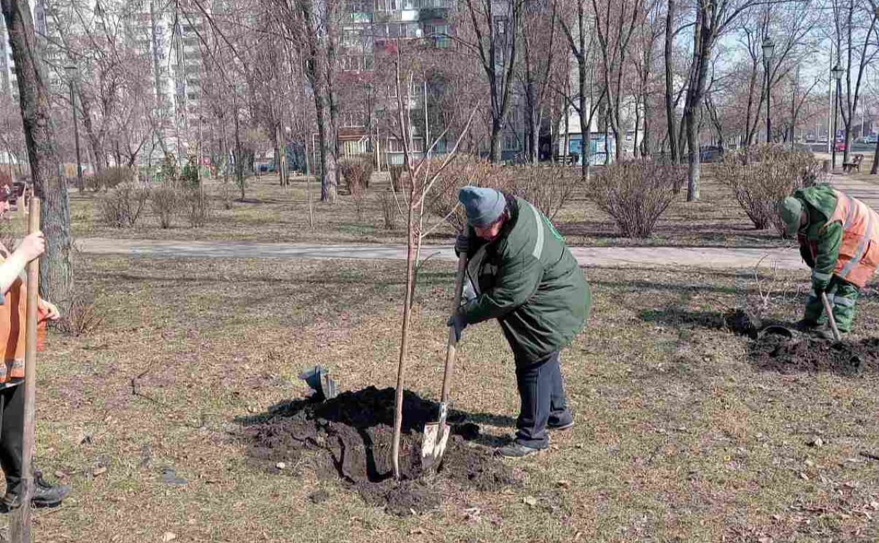 Висадка катальп. Фото: КП УЗН Дніпровського району