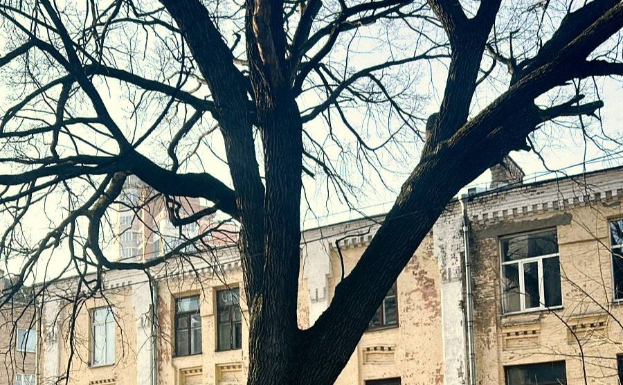 Дуб Миколи Пимоненка.