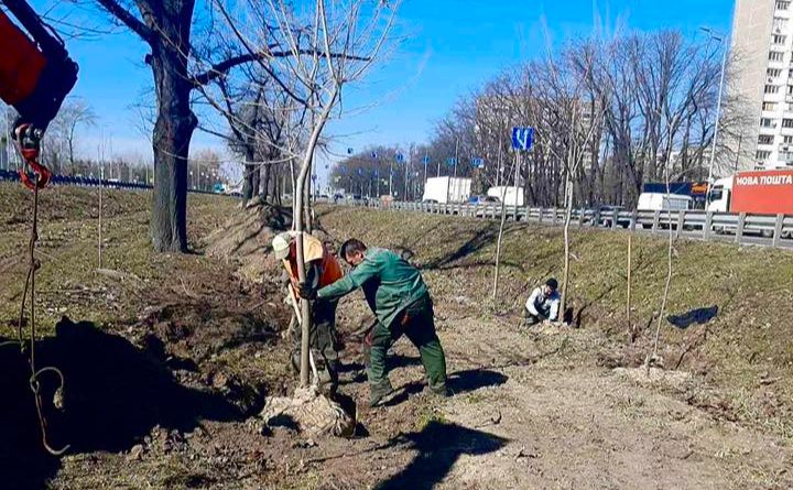 Висадження кленів. Фото: КО «Київзеленбуд»