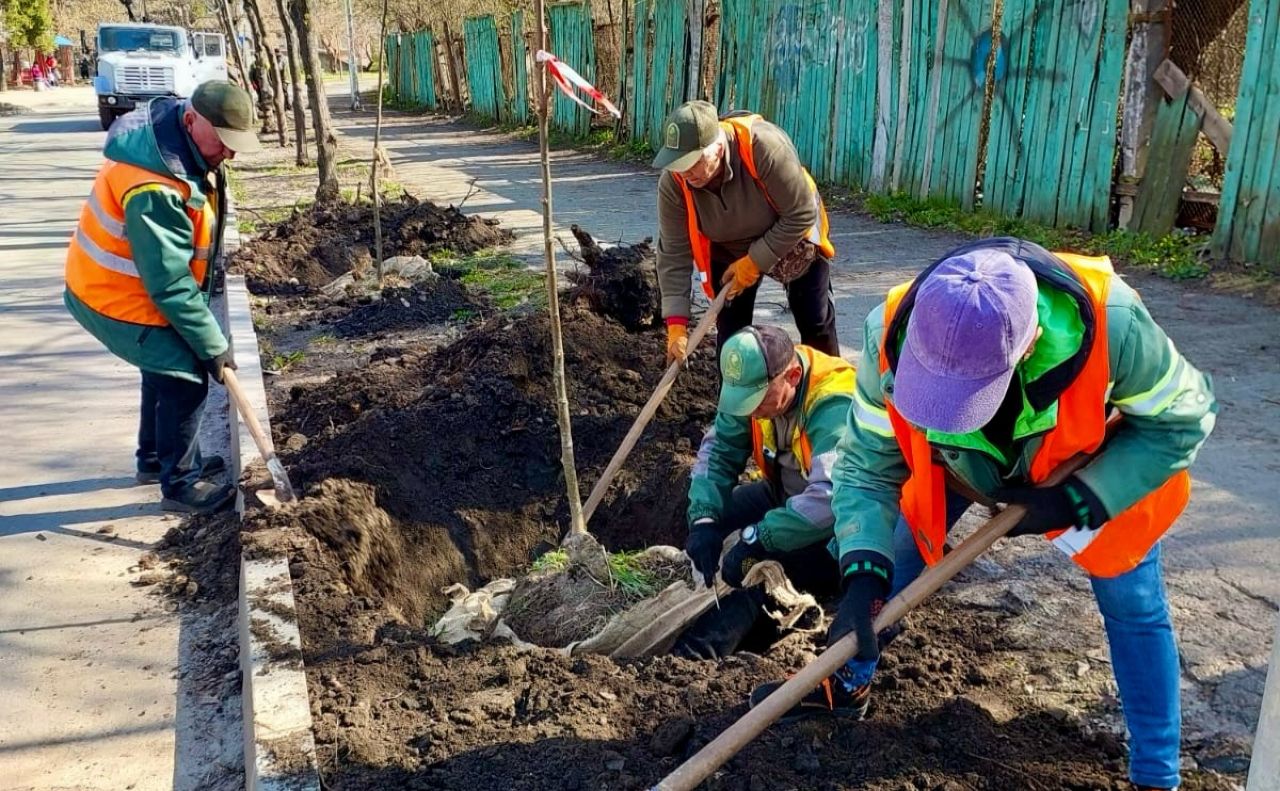 Зеленбудівці висаджують молоді саджанці липи. Фото: Солом’янська РДА