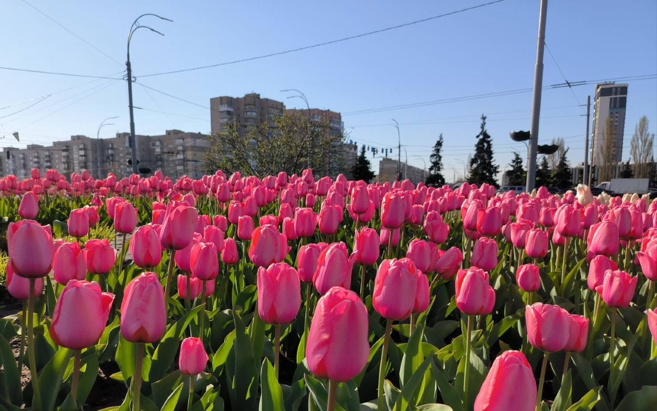 Тюльпани у Києві. Фото: Віта Олексишин та районні КП УЗН