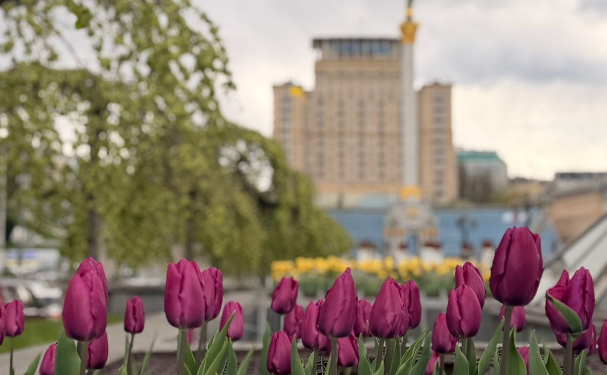 Тюльпани у Києві. Фото: Віта Олексишин та районні КП УЗН