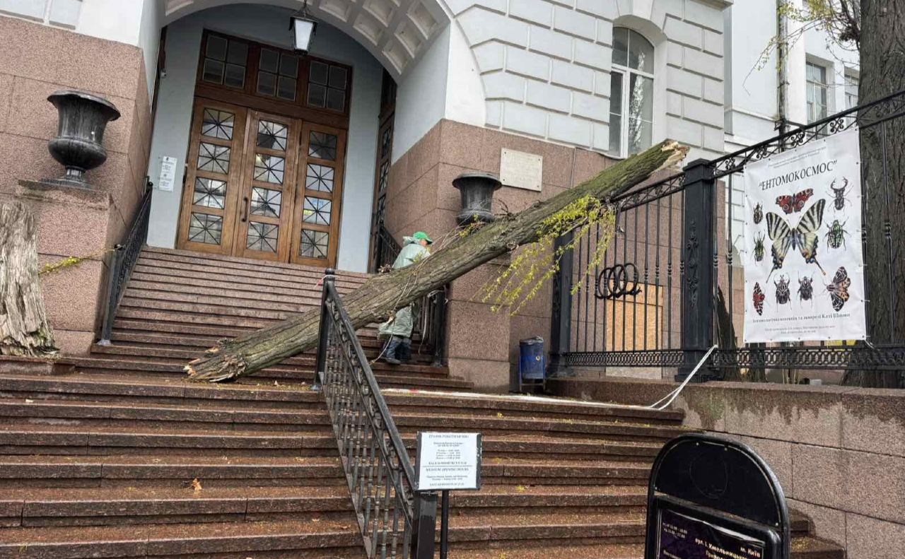 Дерево впало на сходи Природничого музею. Фото: Київзеленбуд