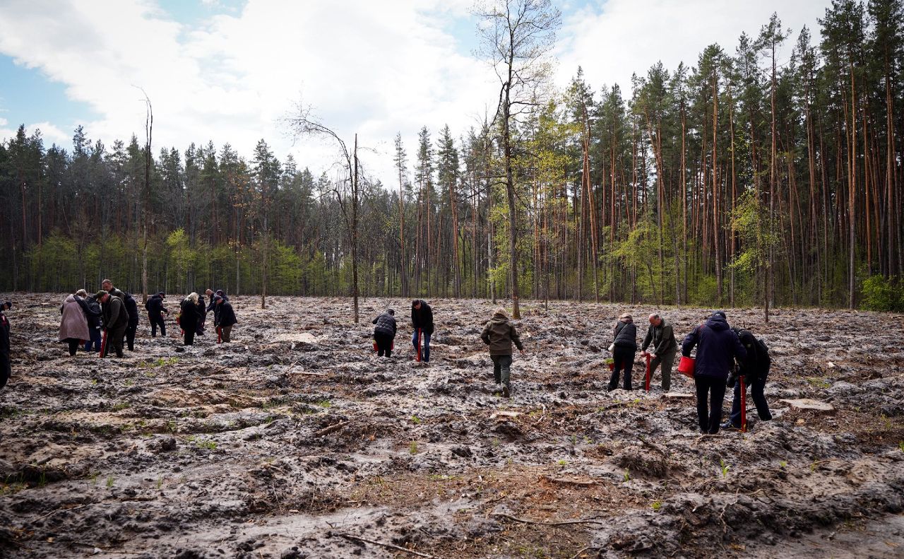 Під час висадження сосен на Київщині. Фото: Анатолій Федорук, телеграм