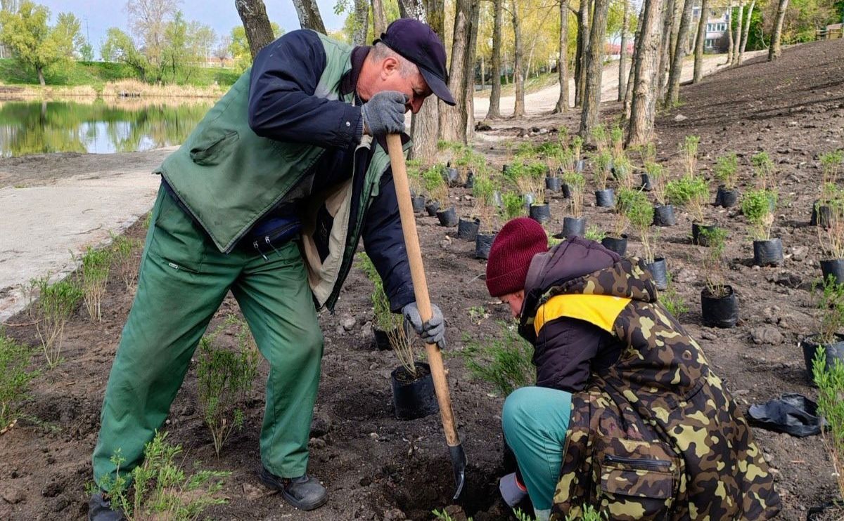 Під час висадження кущів. Фото: КО Київзеленбуд