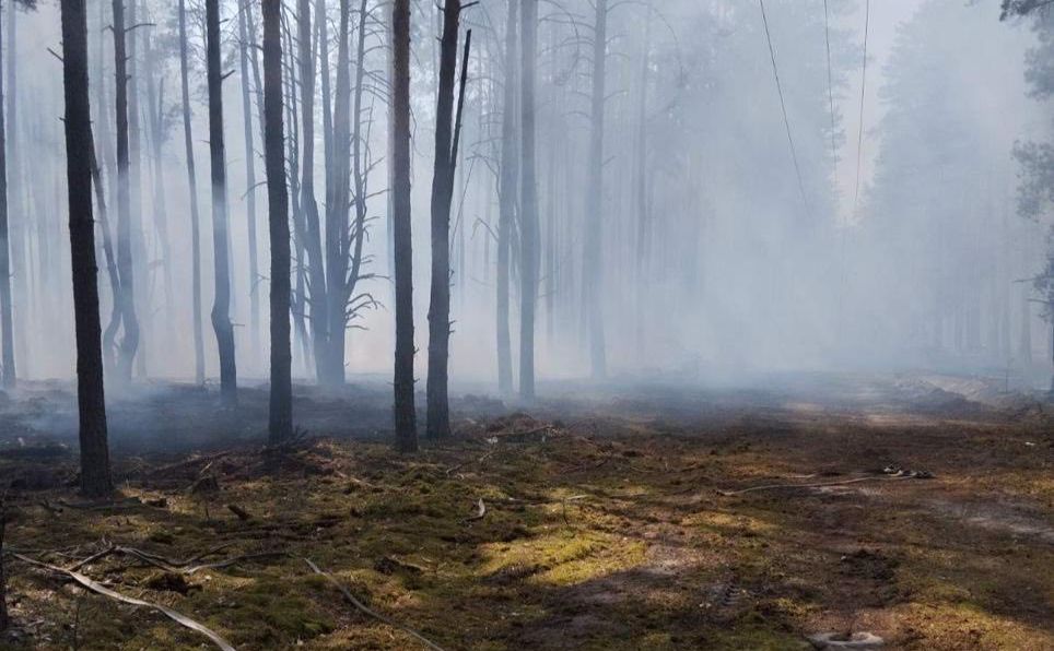 Наслідки пожежі в Чорнобильському заповіднику. Фото: фб-сторінка Дениса Нестерова