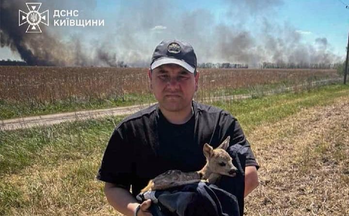 Врятоване оленятко. Фото: ДСНС Київщини