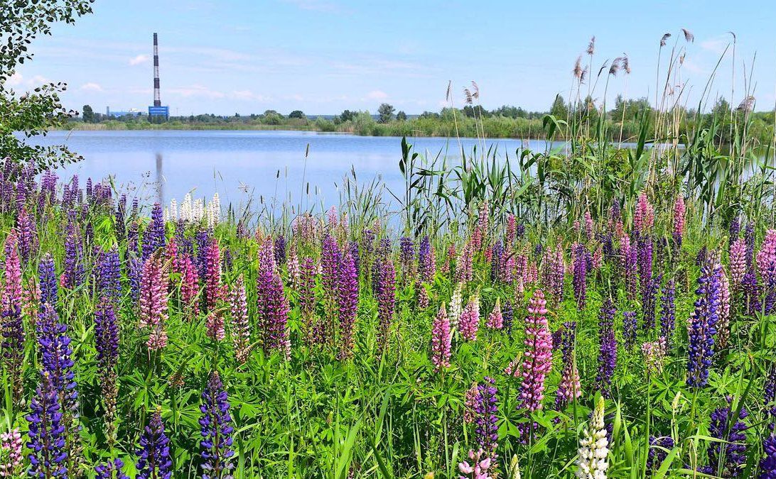 Осокорківські луки. Фото: Офіс Генпрокурора