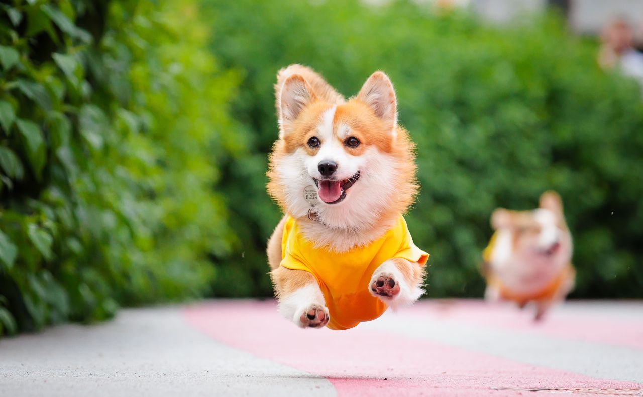 Ілюстративне фото проєкту Holy Doggy з Інстаграм