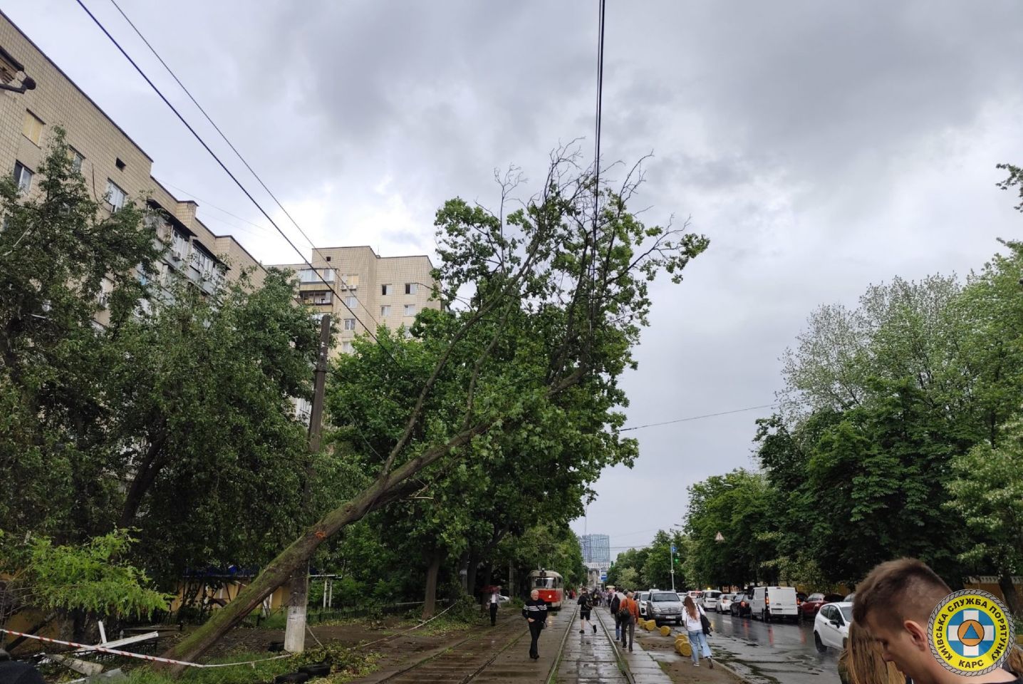 У трьох районах Києва прибрали повалені негодою дерева