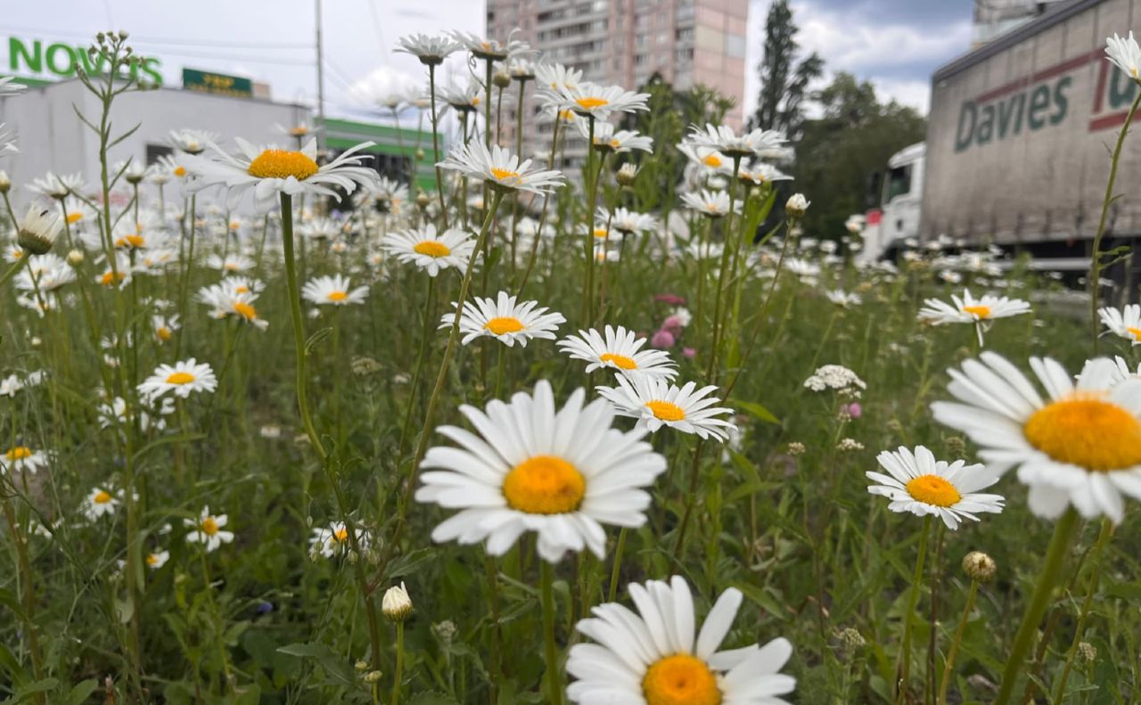 На транспортній розв’язці. Фото: КП УЗН Святошинського району