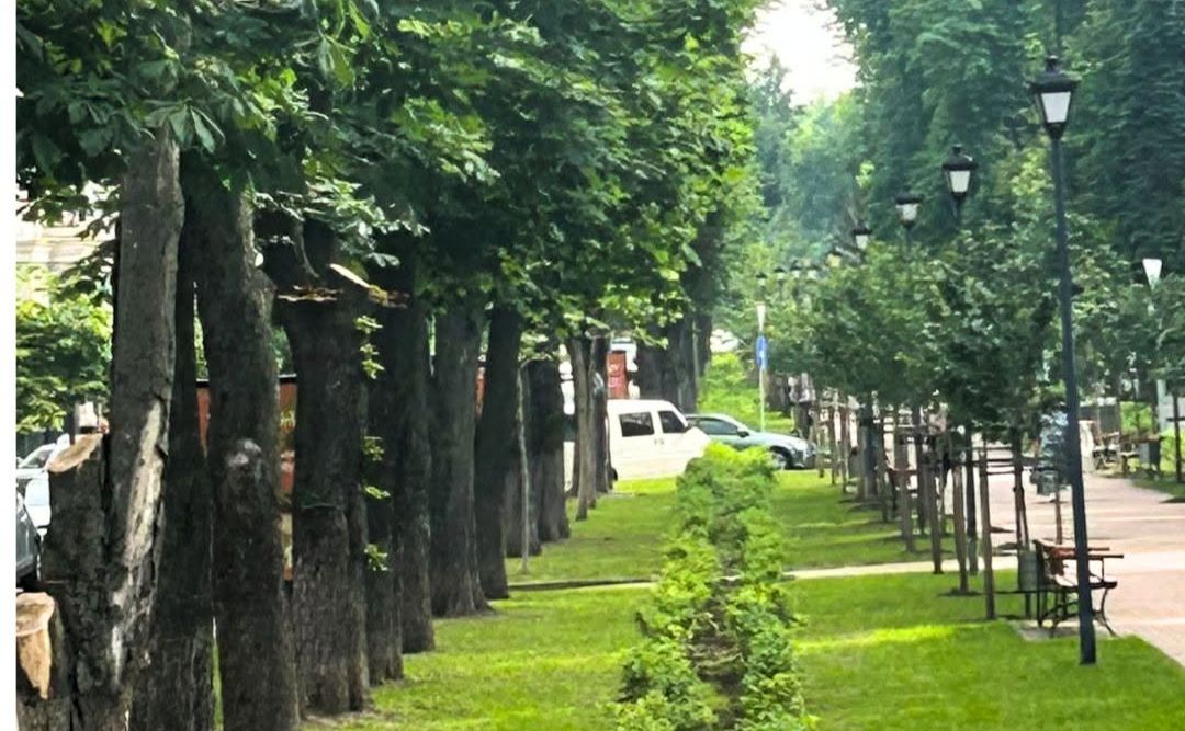 Гортензії на бульварі. Фото: Київзеленбуд