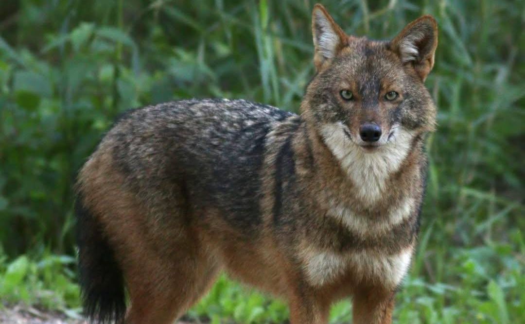 Шакал звичайний. Фото: Чорнобильський біосферний заповідник