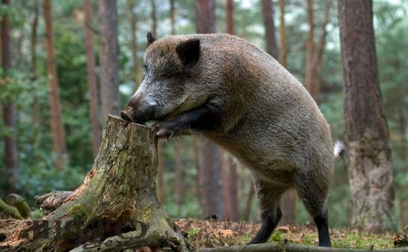 Дика свиня вчасно накивала копитами. Фото ілюстративне з відкритих джерел