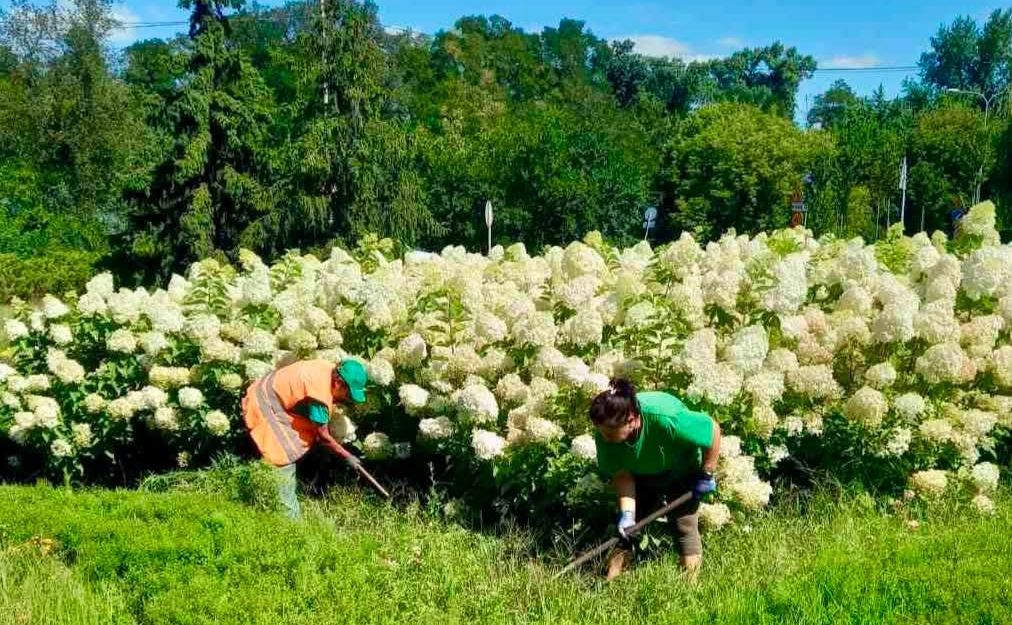 Працівниці постійно доглядають за рослинами. Фото: КО Київзеленбуд