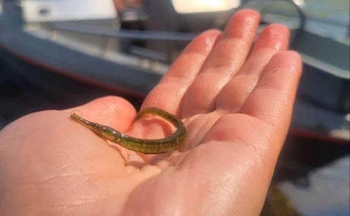 Всіх мальків випустили назад у водойму. Фото: Держрибагентство