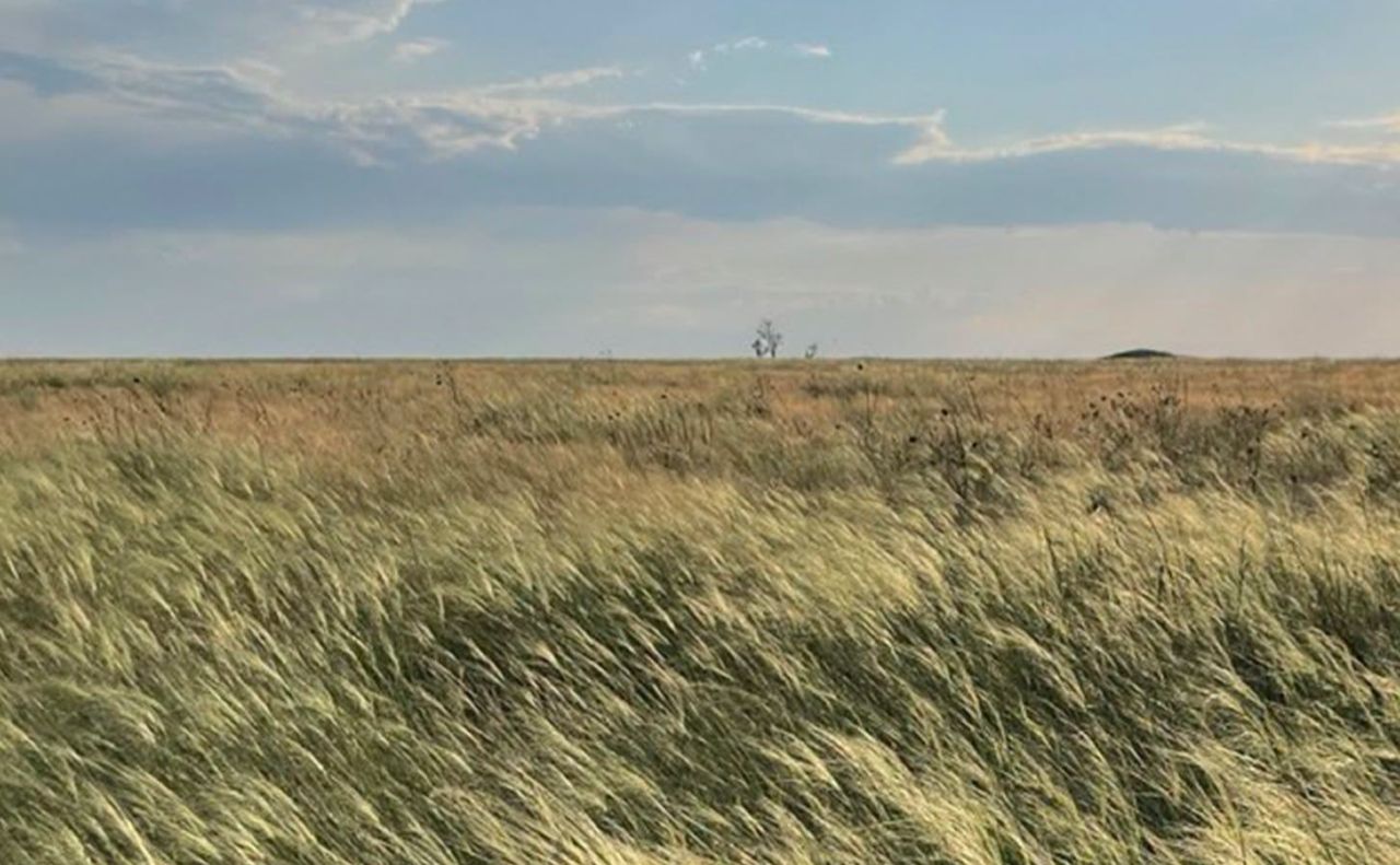 Український степ. Фото: Біосферний заповідник «Асканія-Нова» імені Ф.Е. Фальц-Фейна