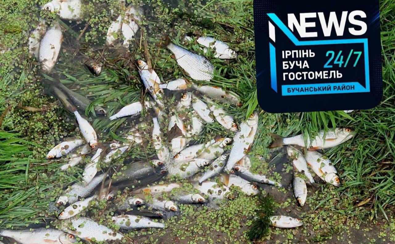 Риба спливла на поверхню річки Ірпінь. Фото: Київ24/7