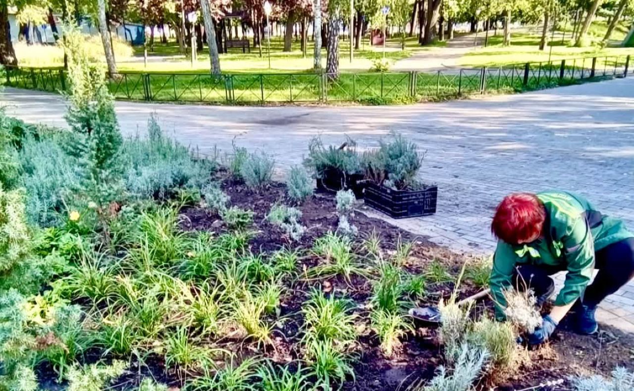 У новій композиції використали примули, лілейники, кострицю та лаванду. Фото: Київзеленбуд