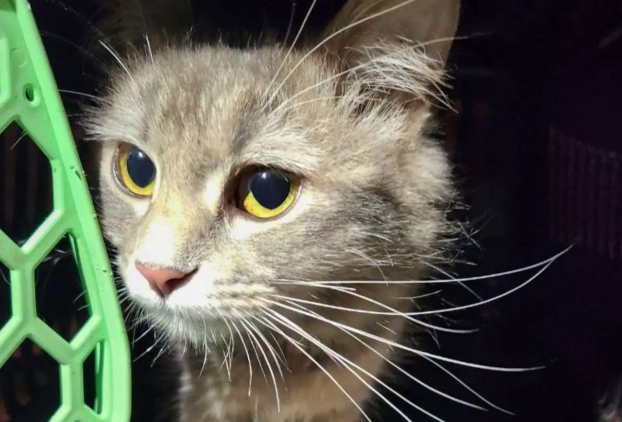 Розібрали дах заради одного «мяу». Фото: Kyiv Animal Rescue Group