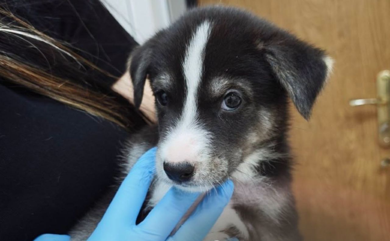 UAnimals допомагають тваринам з усієї України